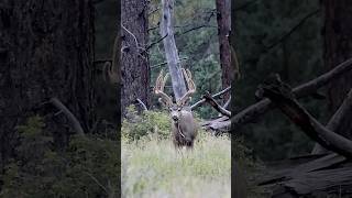 Big Buck Munching on Twig [upl. by Nylsirhc]