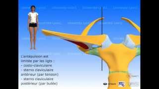 Lépaule  articulation sternocostoclaviculaire [upl. by Standford]