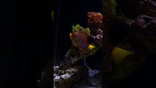 Regal Angelfish pygoplites diacanthus yellow belly [upl. by Goldsmith]