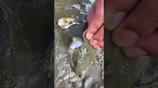 Oyster A lot After The Sea Low Tide oysters usa 100kviews fyp viral tiktok ur uk us [upl. by Inverson538]