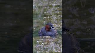 LE CHANT DU GRÈBE CASTAGNEUX  LITTLE GREBE SINGING [upl. by Annaynek]