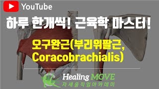 212오구완근부리위팔근 Coracobrachialis근육학 마스터referred painMPStrigger point힐링무브healing move자세움직임 [upl. by Wahkuna]