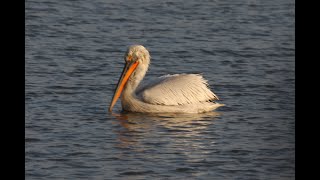 Great white pelican [upl. by Willet827]