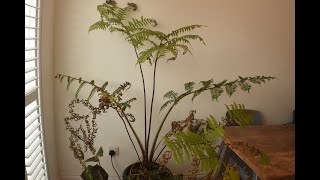 No 28  How Are The Cyathea Doing Indoors [upl. by Elak]