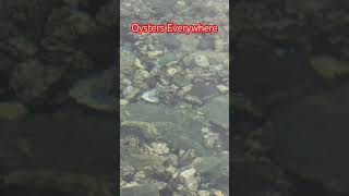 Oysters Everywhere Oysters shortsvideo ocean [upl. by Ranip]