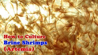 How to Culture Brine Shrimp  Artemia [upl. by Wivestad130]