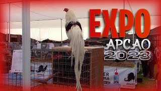 EXPO de GALLOS ORNAMENTALES de APCAO en LIMA  PERU 2023  Orla Tenorio 🐓 🐣 [upl. by Aelam]