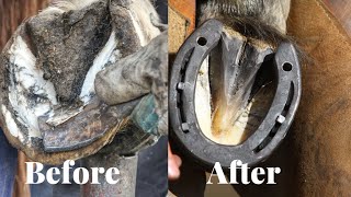 Horse Hoof cleaning  satisfying restoration  Animal welfare [upl. by Gnilhsa]