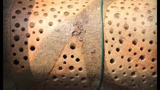 Monster Tree Trunk Bug Hotel  Habitat For LeafCutter Bees amp Insects  4K [upl. by Austen]