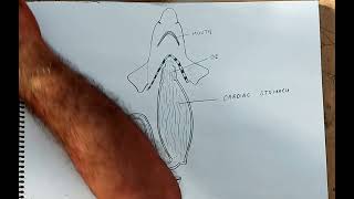 how to draw digestive system of scoliodon [upl. by Zoubek]