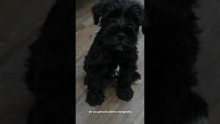 Schnauzer puppies are so CUTE [upl. by Janene]