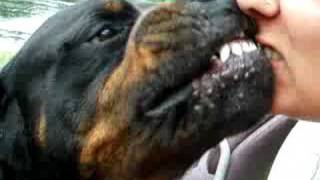 Vicious Rotty attacking owners face [upl. by Annaitsirhc]