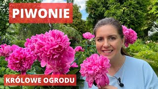 Jak uprawiać piwonie  królowe ogrodu [upl. by Atlas]