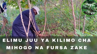 ELIMU JUU YA KILIMO CHA MIHOGO NA FURSA ZAKE [upl. by Maclay798]