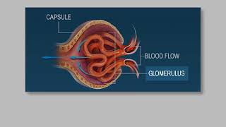 Components of BLOOD PLASMA vs HEMATORCIT How the KIDNEYS can regulate BLOOD PRESSURE [upl. by Jeritah]