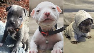 CUTEST and ADORABLE Pit Bull Puppies Compilation 1 [upl. by Bearce]