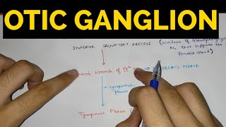 Parotid Gland Anatomy [upl. by Hagile]