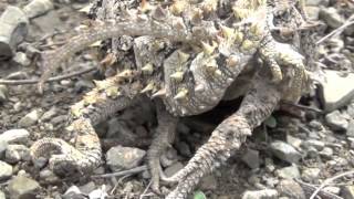 Horned lizard sex Phrynosoma asio [upl. by Trilbee]