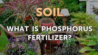 What Is Phosphorus Fertilizer [upl. by Aicatsan89]