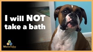 Dogs Talk Back to Owners  Funny MoveTube [upl. by Enar482]