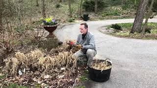 How To Maintain Japanese Forest Grass [upl. by Hartwell]