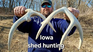 WHITETAIL DEER SHED HUNTING  IOWA SHEDS [upl. by Lekzehcey]