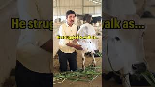 Virat means Braveness animals animalrescue virat rescued brave viral calf bull [upl. by Aicad]