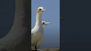 northern gannet morus bassanus [upl. by Ayiak]