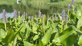 Pickerelweed Native Aquatic Edible [upl. by Jeniffer]