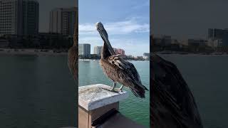 Pelican found at Tampa Bay  Pier60 [upl. by Curry]