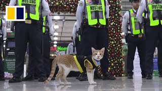 Meet Conan the street cat turned security officer [upl. by Hgieloj403]