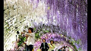 Wisteria Tunnel Japan 世界が認めた「日本の絶景」 河内藤園の美しい藤のトンネル [upl. by Anytsirhc825]