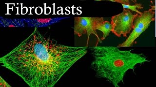 Fibroblasts In 3 Minutes [upl. by Batruk138]