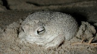 The Desert Rain Frog Breviceps macrops [upl. by Lrub]