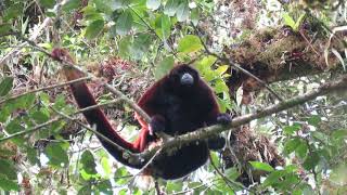 Yellowtailed Woolly Monkey at Abra Patricia [upl. by Halludba]