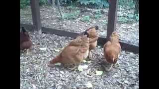 Raising Backyard Chickens The Easy Way [upl. by Eidoj]