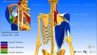 Lépaule la coiffe des rotateurs dans la rétropulsion élévation postérieure [upl. by Ralleigh]