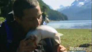 Bear Grylls eats live Salmon [upl. by Annmarie361]