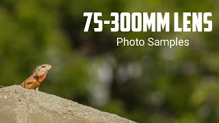 Canon EF 75300mm Lens Review on EOS M50 [upl. by Emmey]