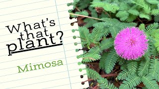 Whats that plant Mimosa [upl. by Brittney208]