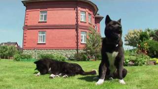 American Akita in Action Американская акита в действии [upl. by Enyawed]