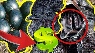 GALLINA NEGRA ¿CUANTO DINERO CUESTA COMPRAR GALLINAS AYAM CEMANIaves de corral online [upl. by Nywroc]