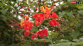 Flamboyant nain Caesalpinia pulcherrima [upl. by Carter]