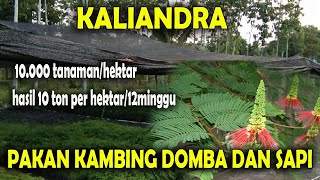 Pakan pengganti konsentrat Kambing domba dan Sapi [upl. by Guglielma]