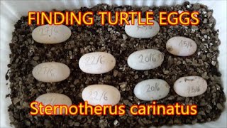 FINDING TURTLE EGGS  Sternotherus carinatus  SUMMER EGGS COLLECTION Razorback Musk TurtlesTURTLE [upl. by Riccio]