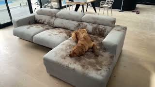 Muddy Dog Gets Comfy on Couch [upl. by Eldredge]