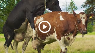 Mooving Moments A Closer Look at the Lives of Cows 🐄  Explore the World of Bovines [upl. by Weber570]