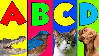 quotAlphabet Animalsquot  ABC Birds amp Animals for Kids  Learn animals phonics and the alphabet [upl. by Cornwell527]