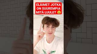 ELÄIMET JOTKA ON SUUREMPIA MITÄ LUULET 😵🤯  Megalophobia  krissed shorts suomi [upl. by Oaht]