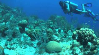 Diving Turks and Caicos Islands [upl. by Atiras]